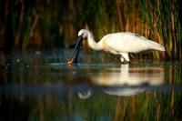 Kolpik bily - Platalea leucorodia - Eurasian Spoonbill 2555
